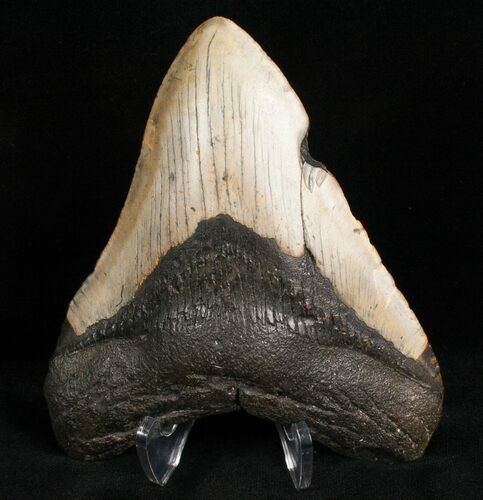 Megalodon Tooth - North Carolina #7466